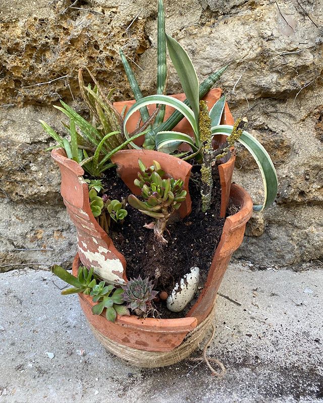 Pot cassé à succulentes 