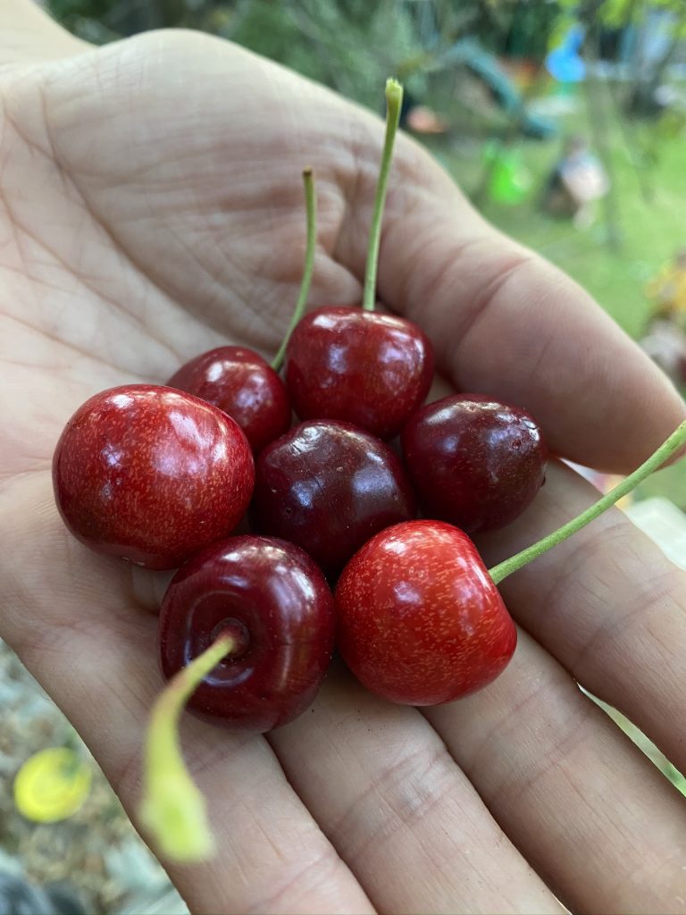 Cueillette des cerises