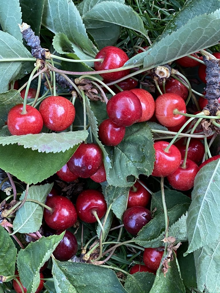 Cueillette des cerises