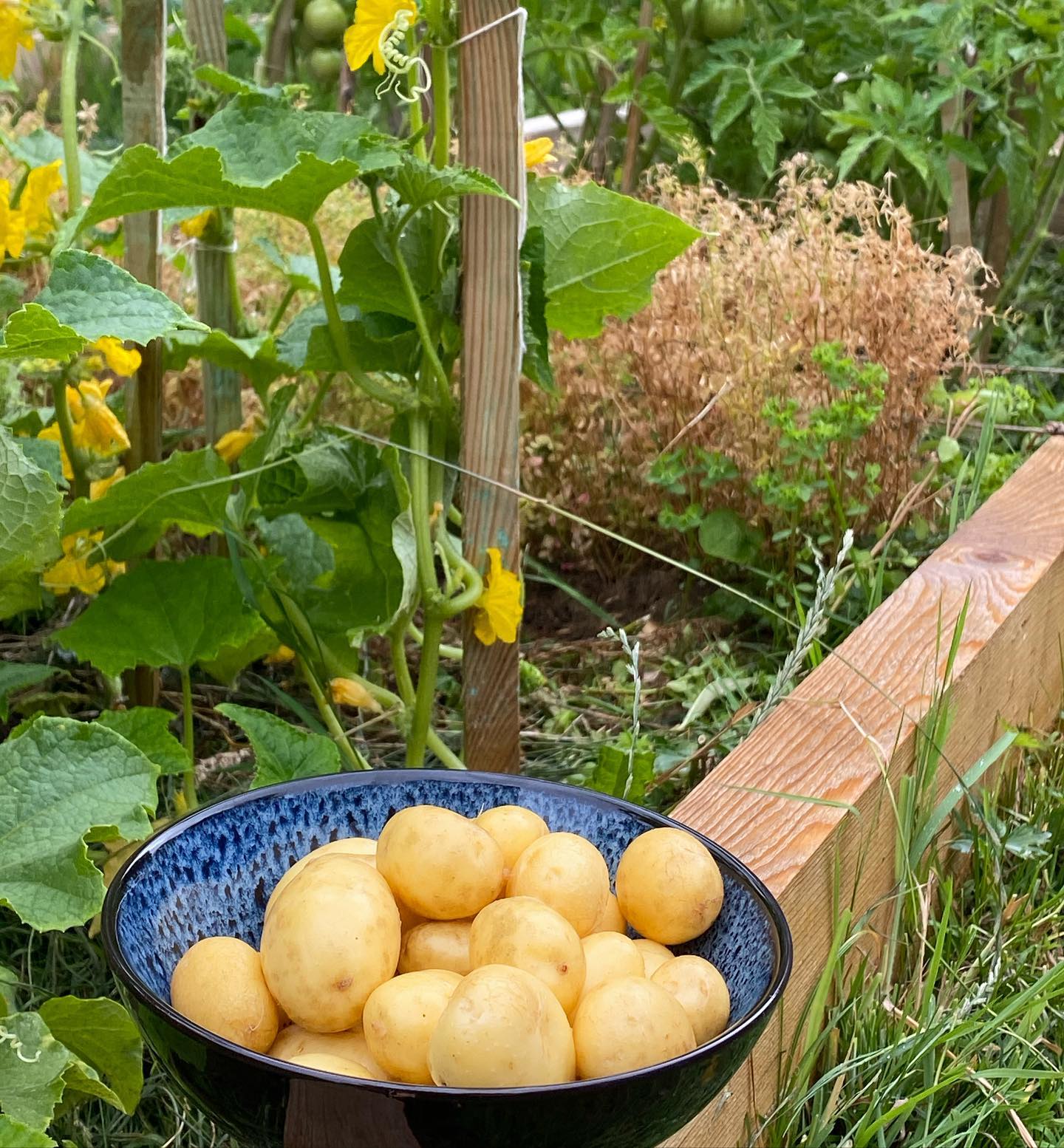 Patate de luxe - Cette année, j’ai testé deux façons de cultiver des pommes de terre. Plein de plans m’attendent, directement dans la terre. Mais j’ai aussi réutilisé mes sacs à cultures achetés l’année dernière. Ce que vous voyez est le contenu d’un sac où dedans il y avait 4/5 pieds. Je ne sais pas bien si on est dans le bon rendement mais c’est clairement une récolte rigolote à faire. On verra si mes plans en terre sont plus généreux :). #pommedeterre #jardinage #lesplantesdeciloubidouille