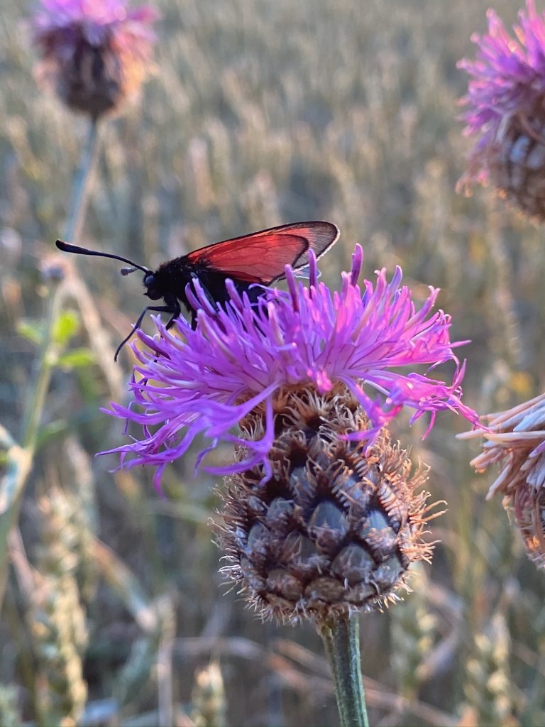 chardon papillon