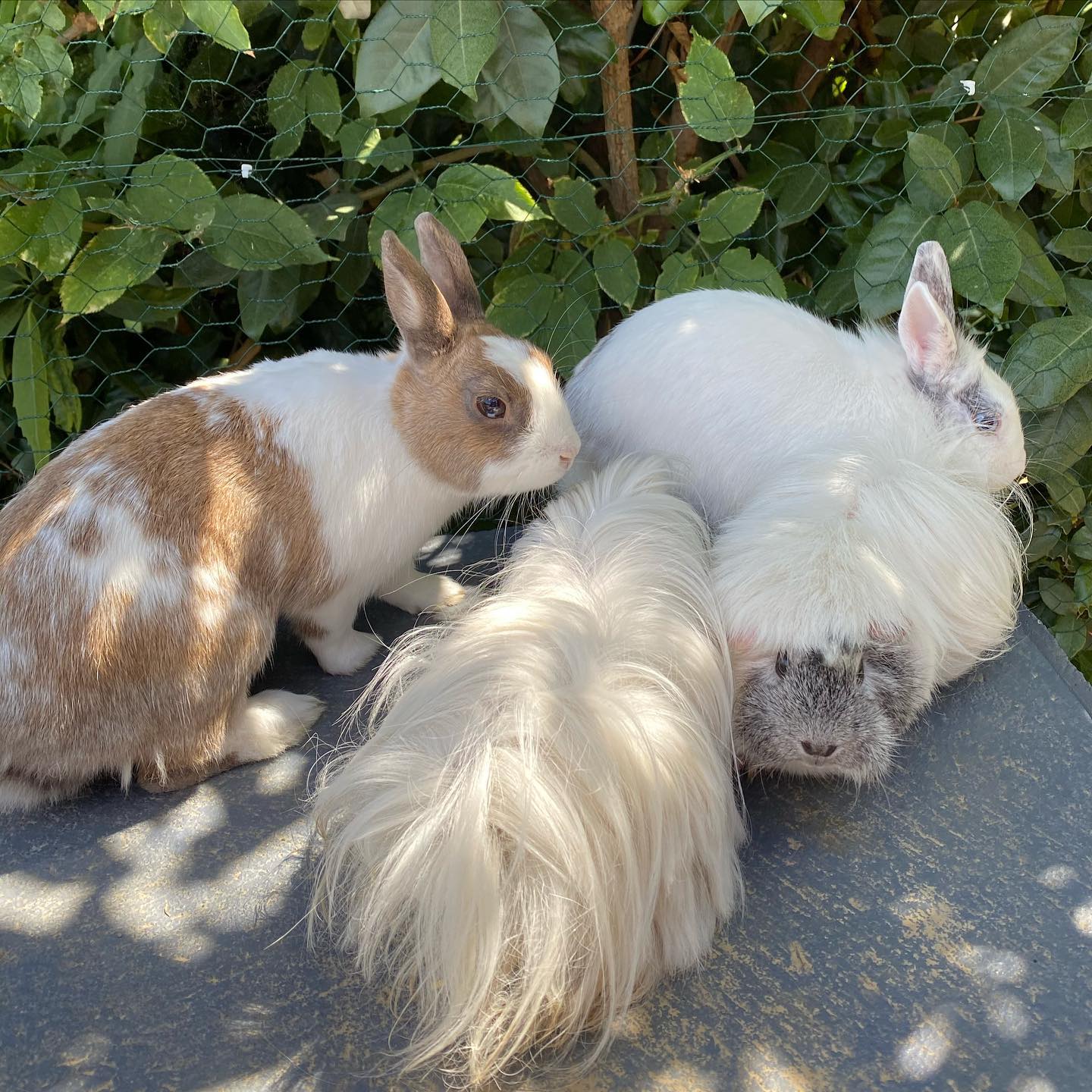 cohabitation lapin et cochon d'inde