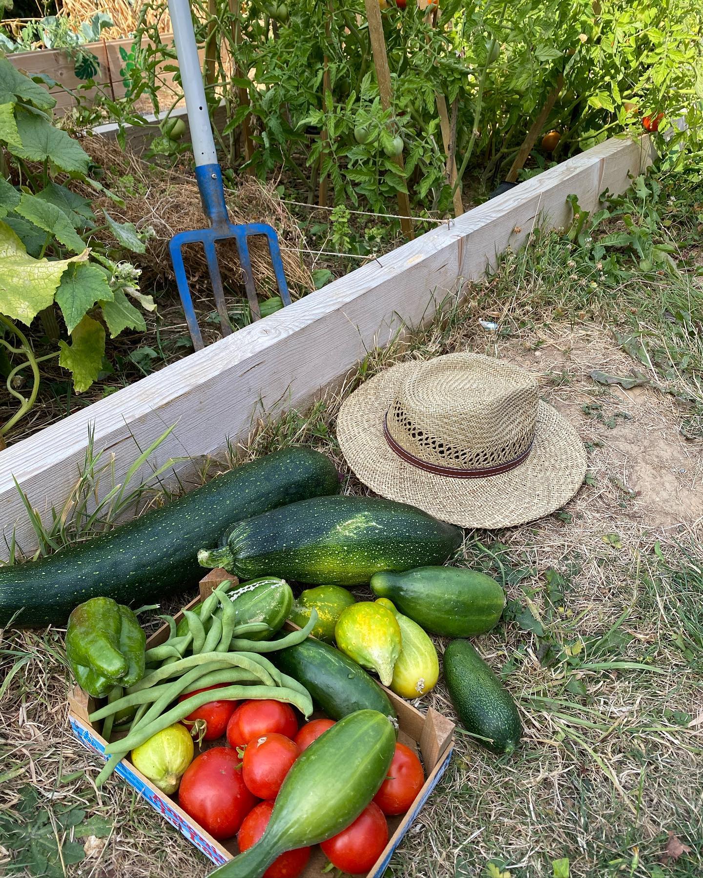 Récolte de mon potager