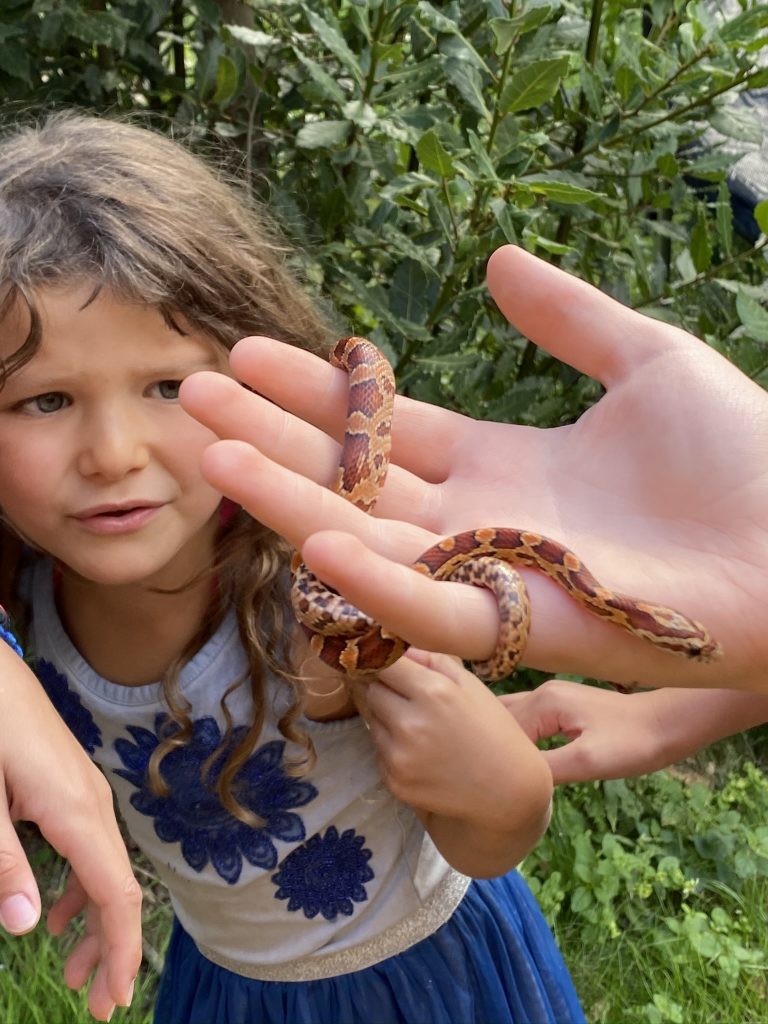 serpent des blés à la maison