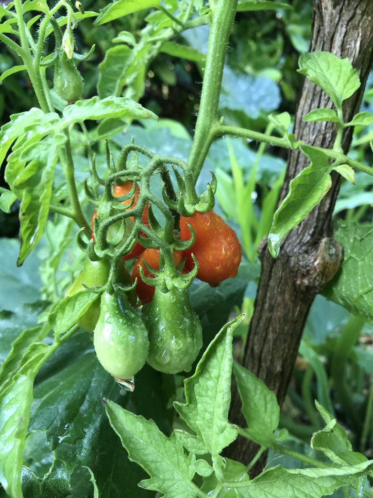 tomates potager amateur