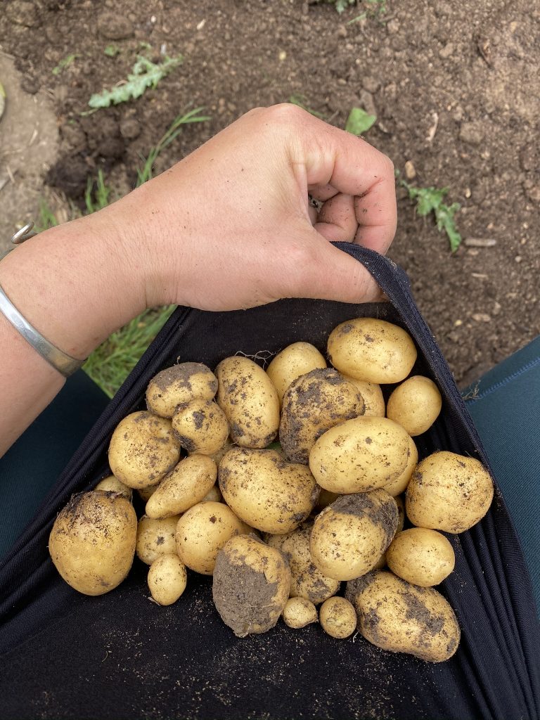 pomme de terre du potager