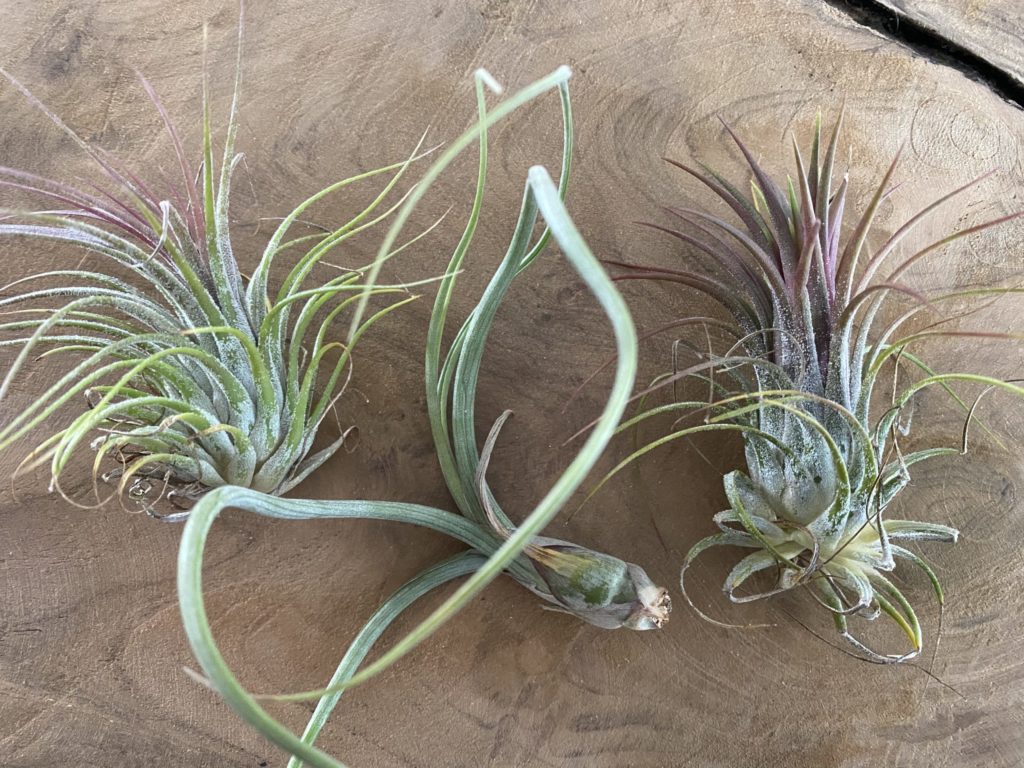 Ensemble exotique d'un coquillage avec un vrai Tillandsia vivant