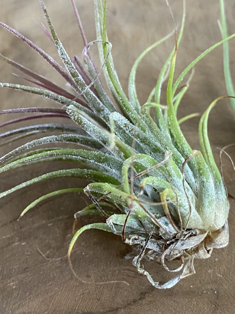 4 Décos faciles avec uneTillandsia ou fille de l'air 2 tillandsia conseil