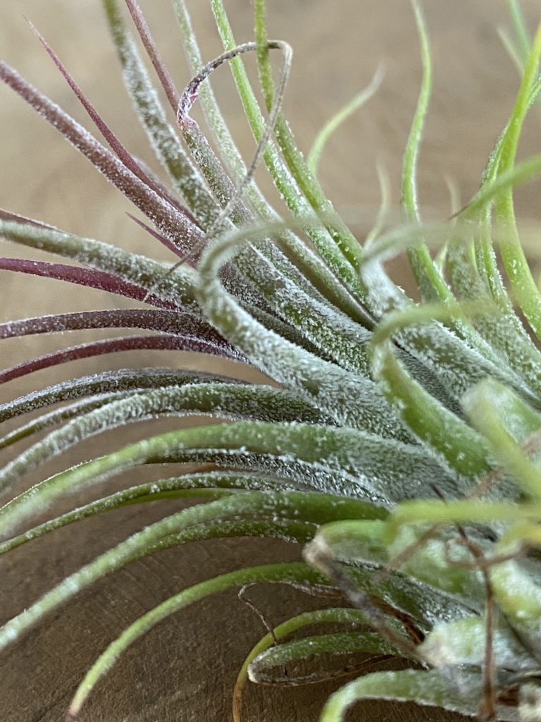 tillandsia avis