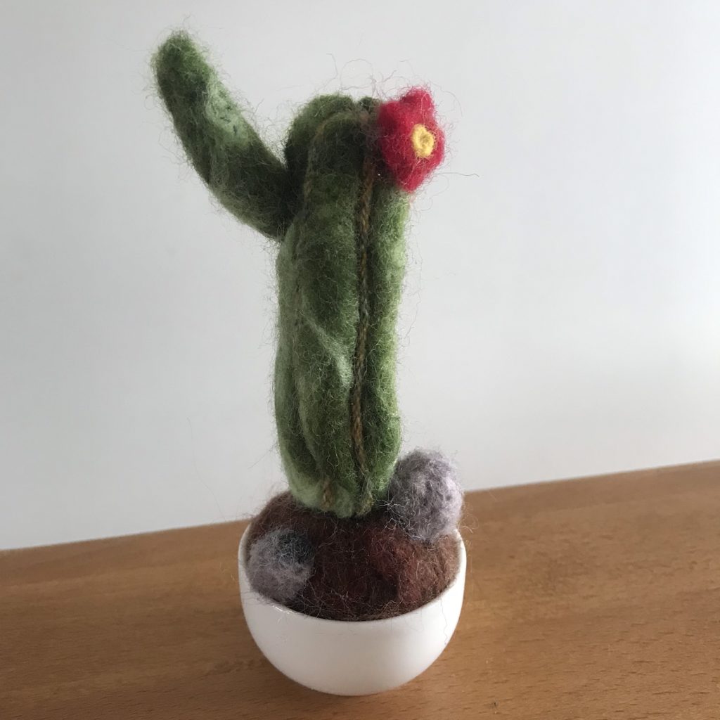 cactus laine cardée