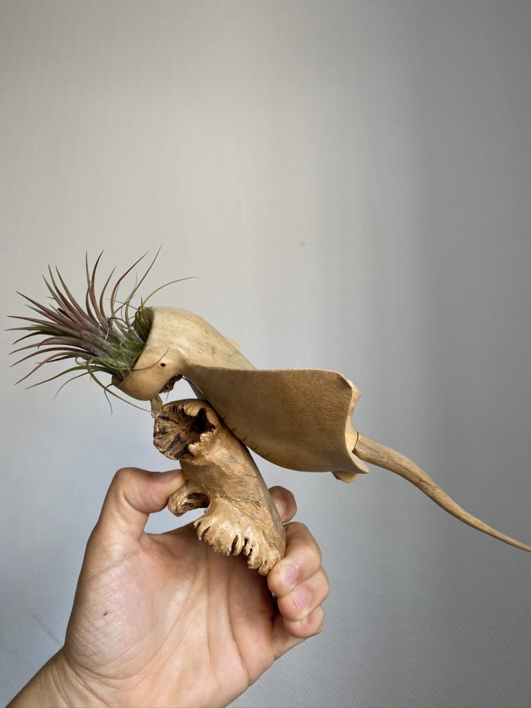 4 Décos faciles avec uneTillandsia ou fille de l'air 10 Tillandsia deco