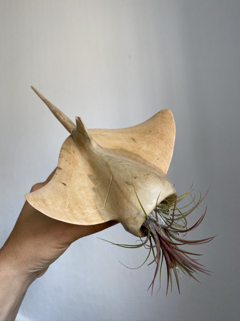 4 Décos faciles avec uneTillandsia ou fille de l'air 9 Tillandsia Ionantha Rosea