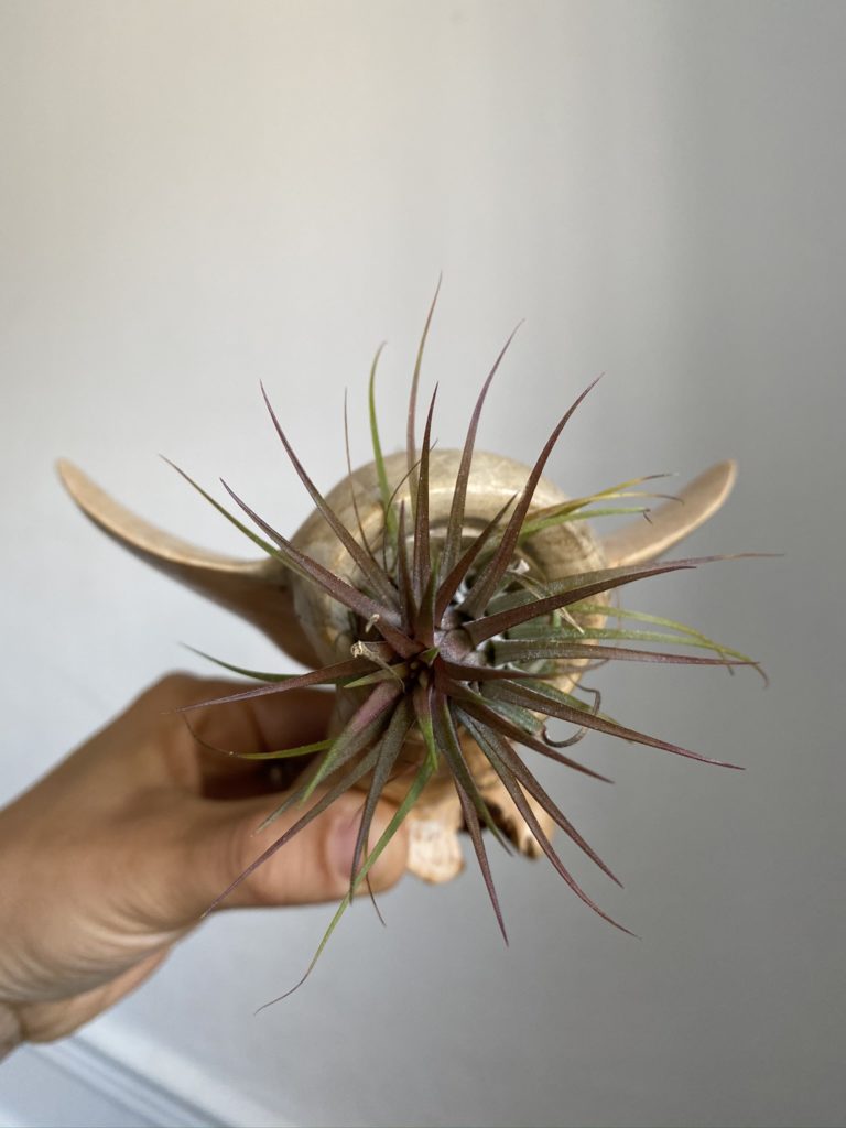 4 Décos faciles avec uneTillandsia ou fille de l'air 11 Tillandsia deco raie manta bois