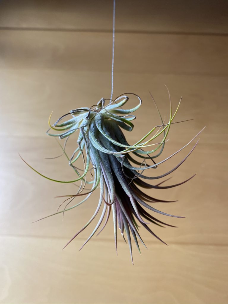4 Décos faciles avec uneTillandsia ou fille de l'air 5 Tillandsia deco suspendue 2