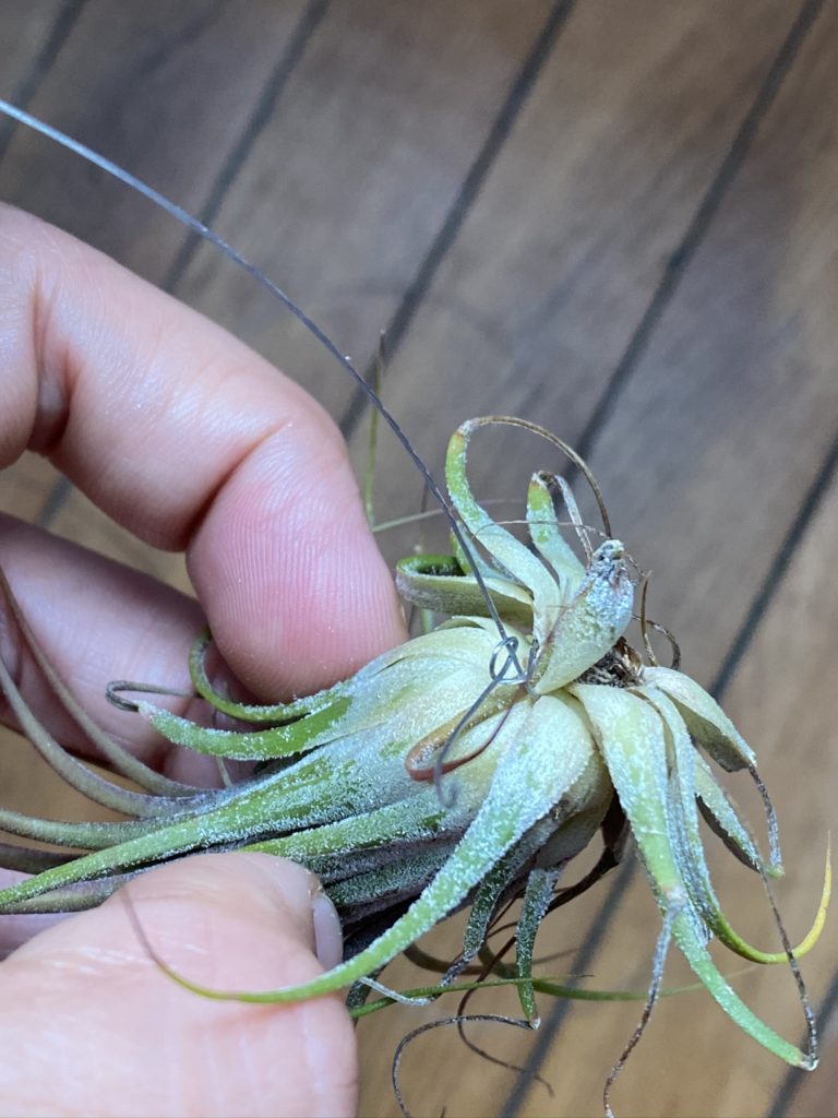 4 Décos faciles avec uneTillandsia ou fille de l'air 4 Tillandsia deco suspendue