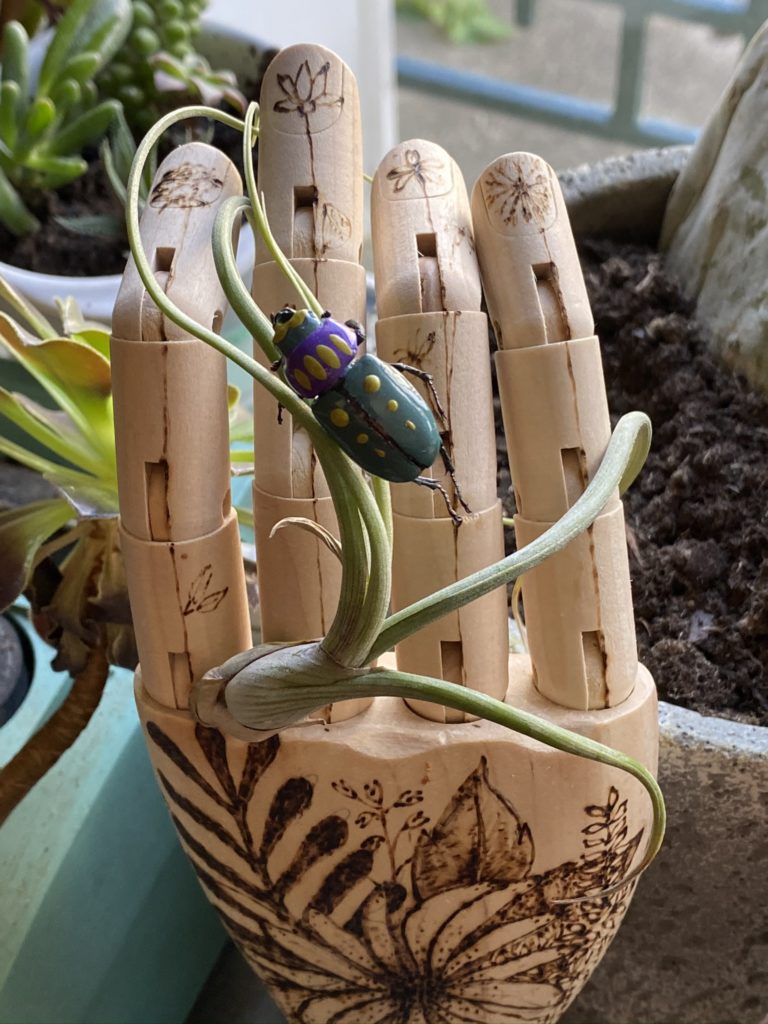 4 Décos faciles avec uneTillandsia ou fille de l'air 12 Tillandsia Bulbosa