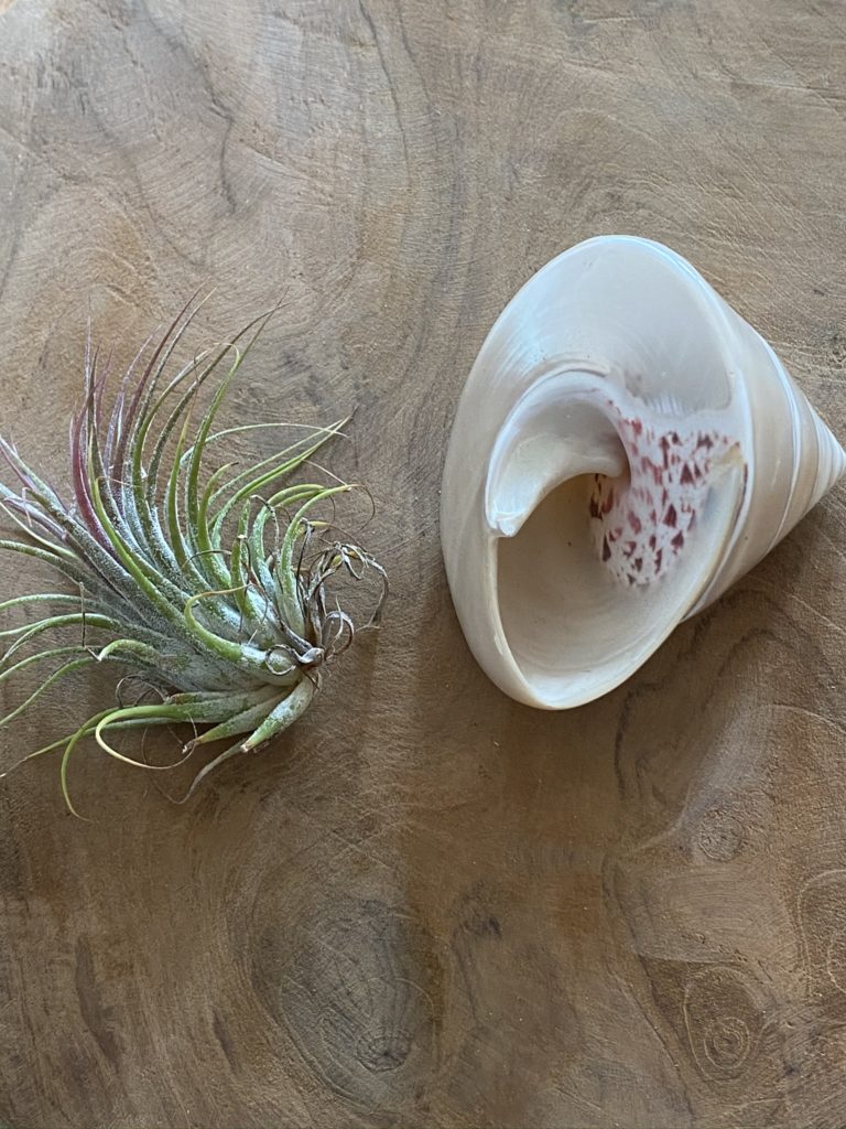 4 Décos faciles avec uneTillandsia ou fille de l'air 6 tuto tillandsia