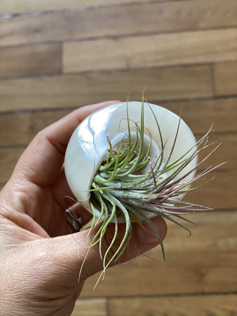 Ensemble exotique d'un coquillage avec un vrai Tillandsia vivant