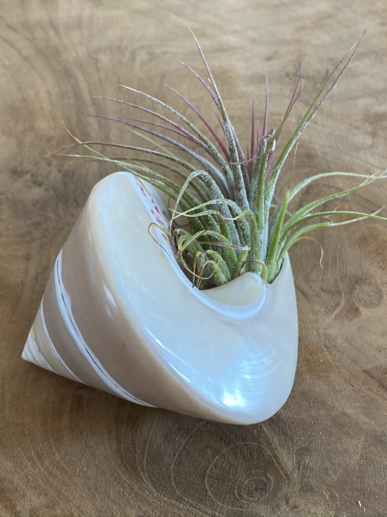 4 Décos faciles avec uneTillandsia ou fille de l'air 8 Tillandsia Ionantha Rosea dans un coquillage