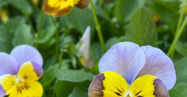 pensées fleur visage pas content