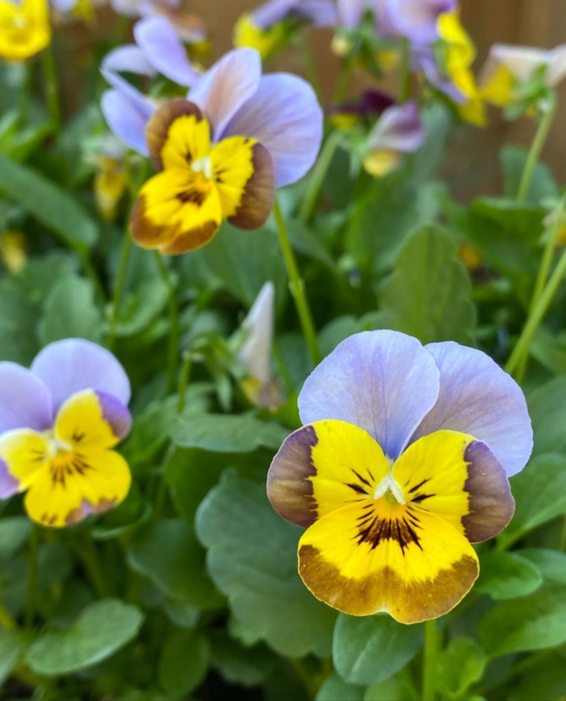 pensées fleur visage pas content