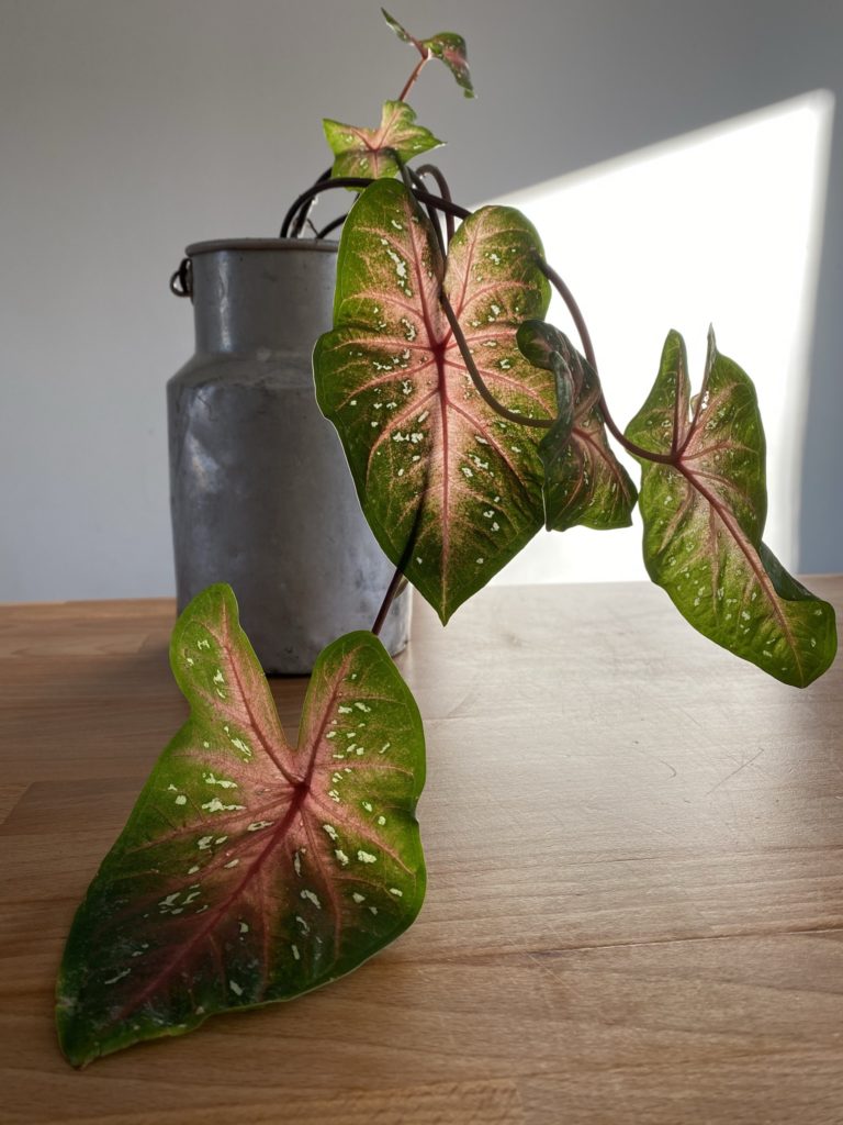 caladium rose