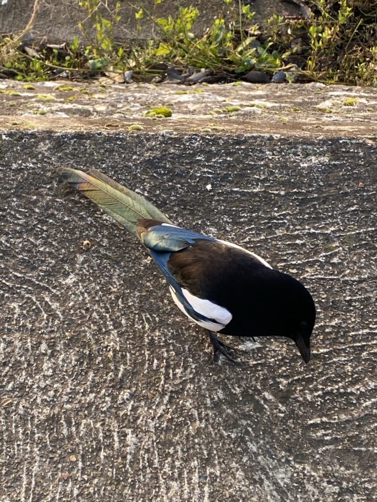 pie avec des plumes pétrole