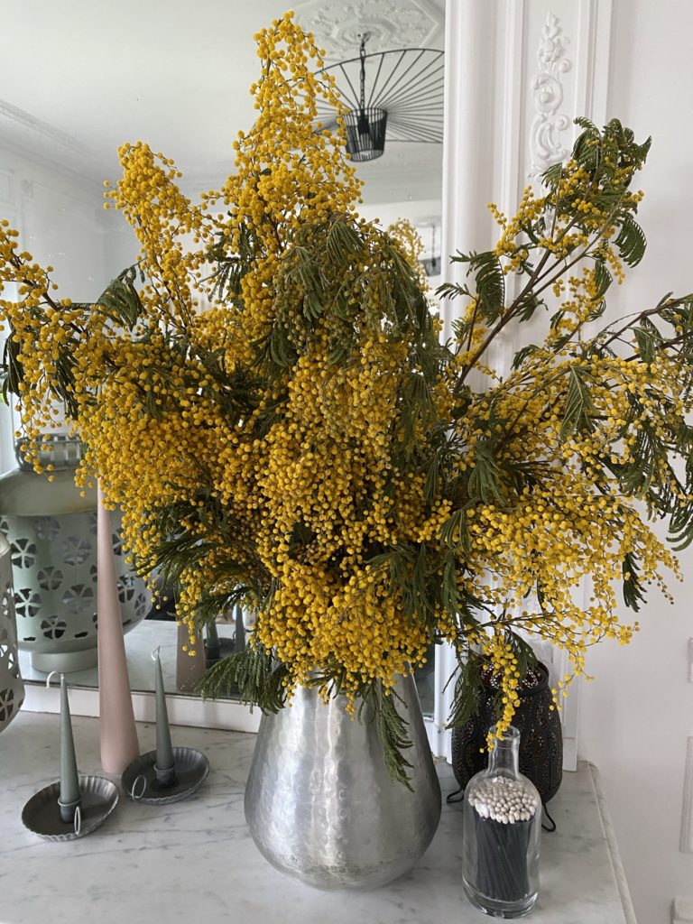 Mimosa chéri 2 mimosa séché