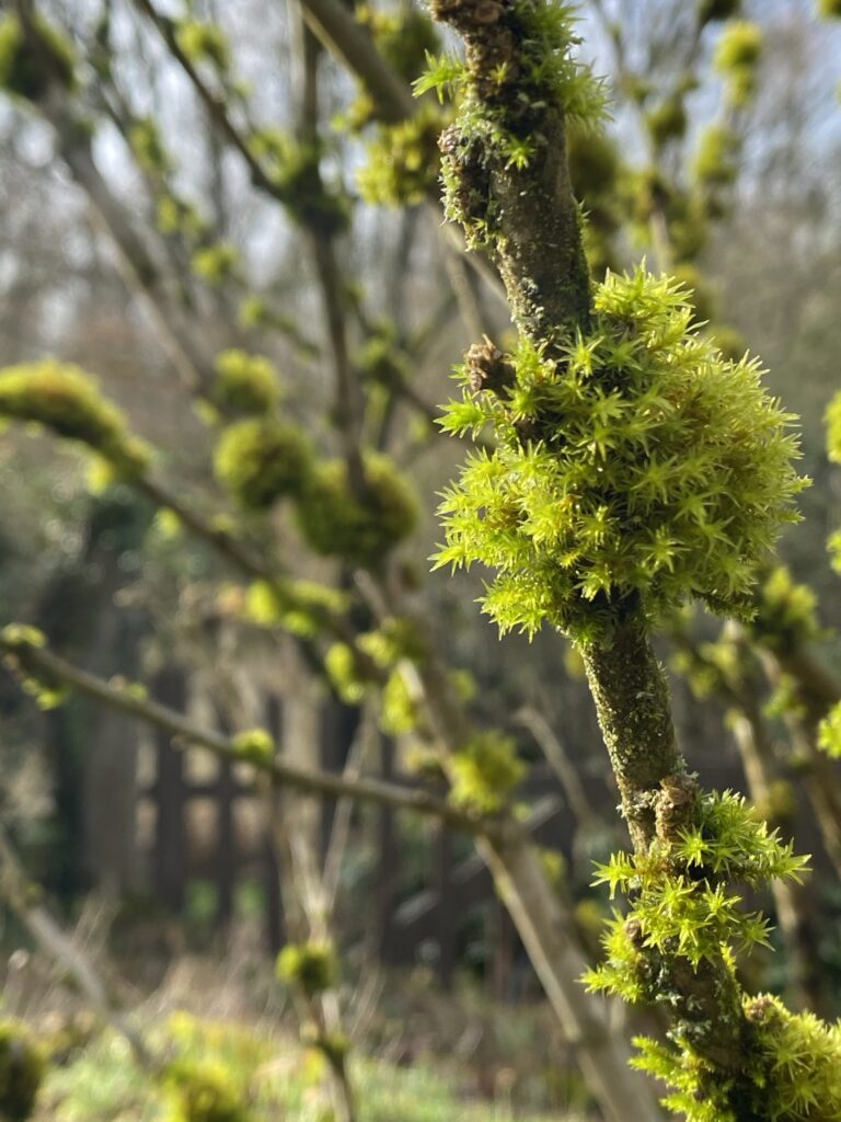 mousse sur des branches d'arbre