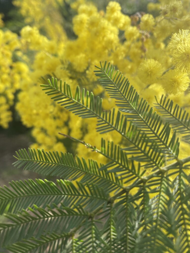 Comment les mots me viennent 5 mimosa
