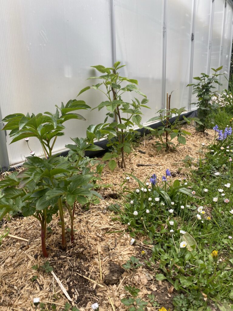 Table de culture pour serre de jardin 8 que planter autour d'une serre ?