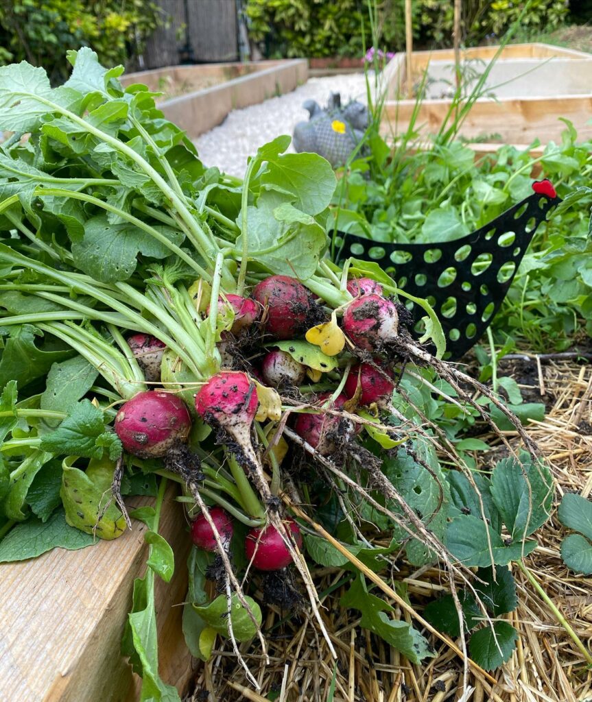 radis du jardin