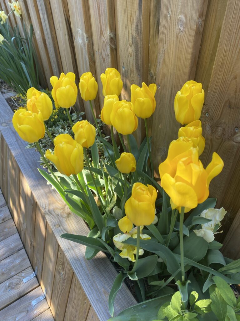 Des nouvelles de ma terrasse 11 IMG 1426