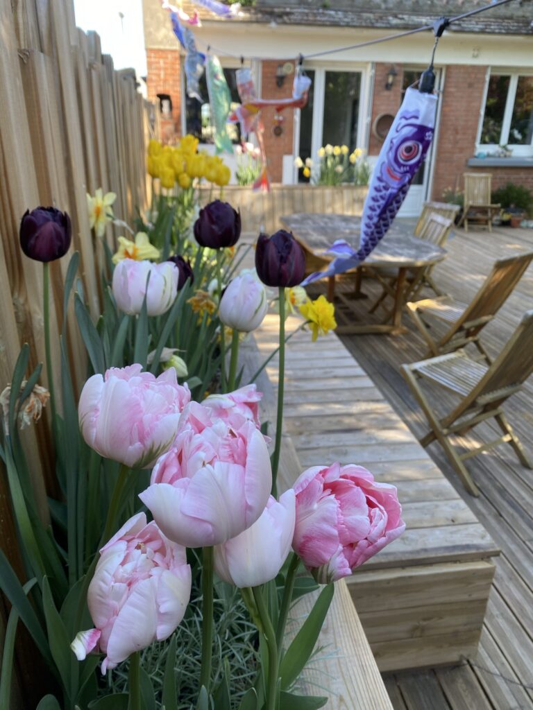 Des nouvelles de ma terrasse 10 IMG 1427