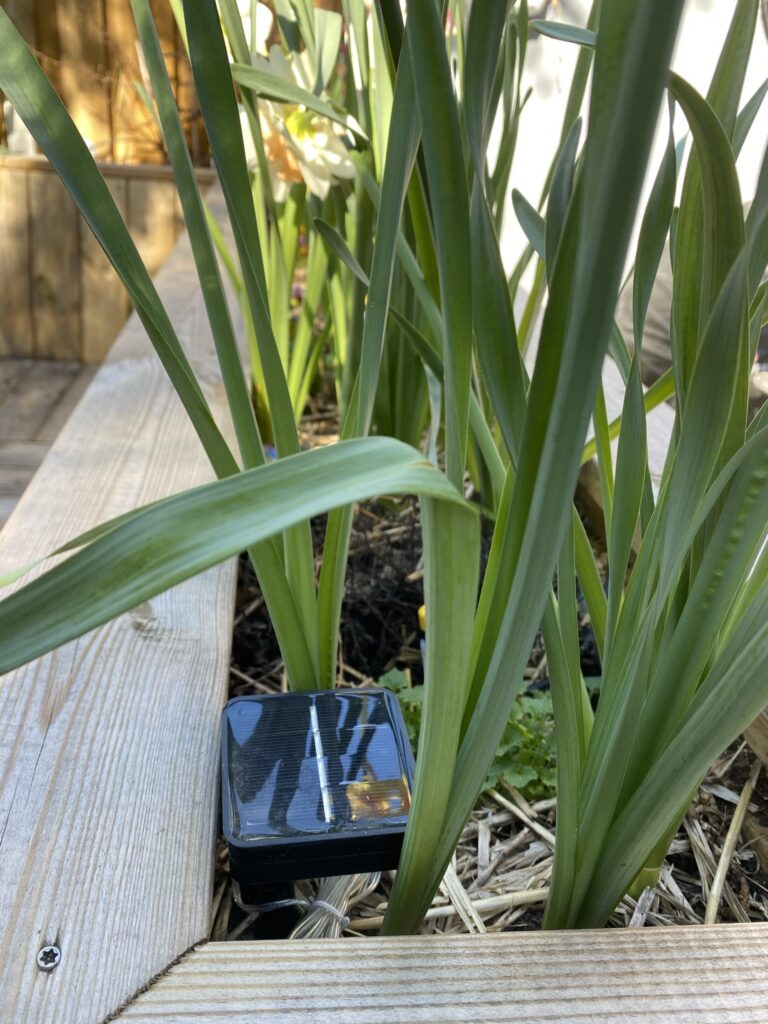 Des nouvelles de ma terrasse 12 IMG 1430