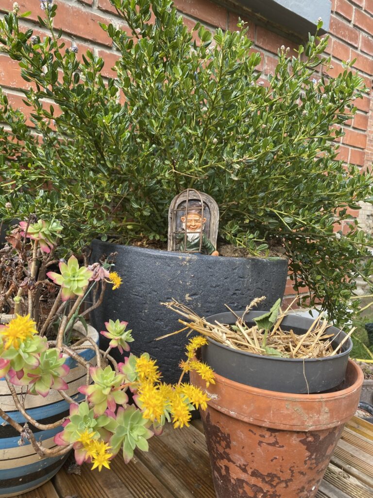 Des nouvelles de ma terrasse 17 ceanothe