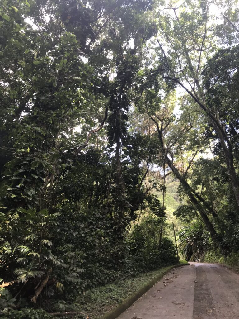 Tout pour préparer son voyage en Martinique 61 IMG 6217