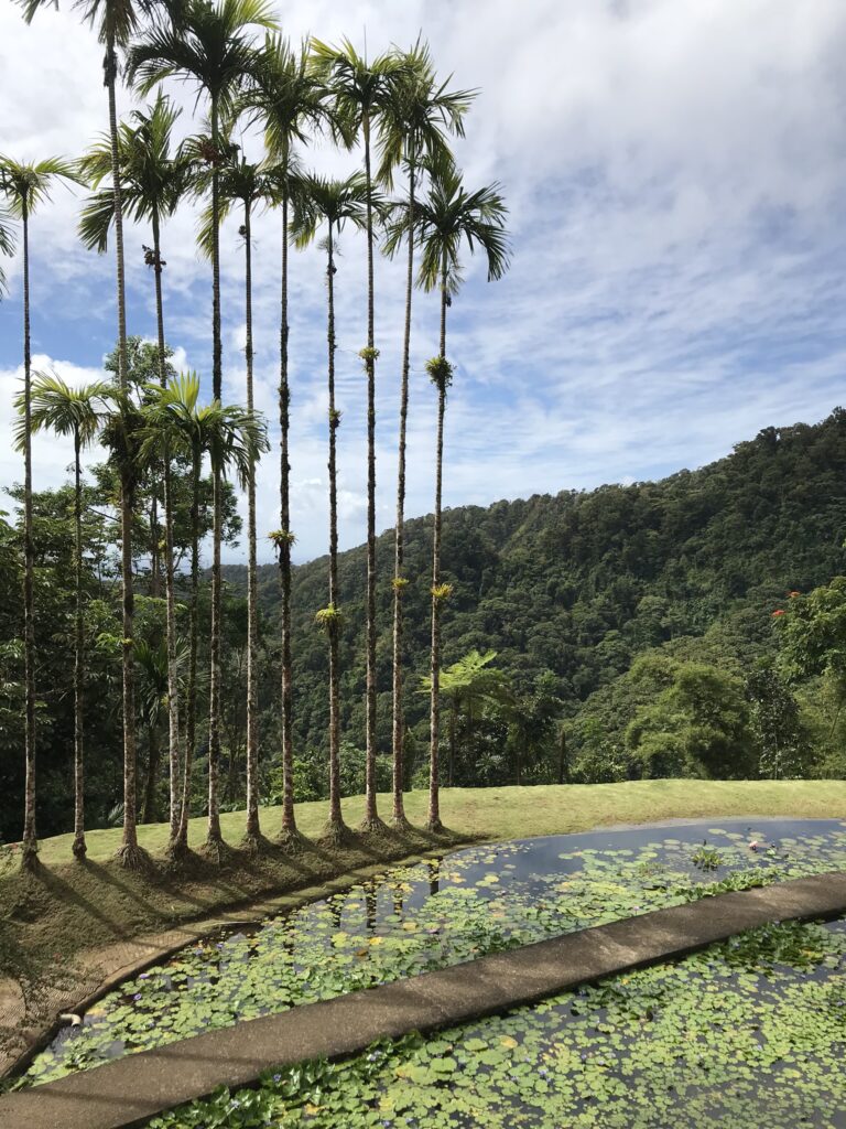 Tout pour préparer son voyage en Martinique 82 IMG 6377