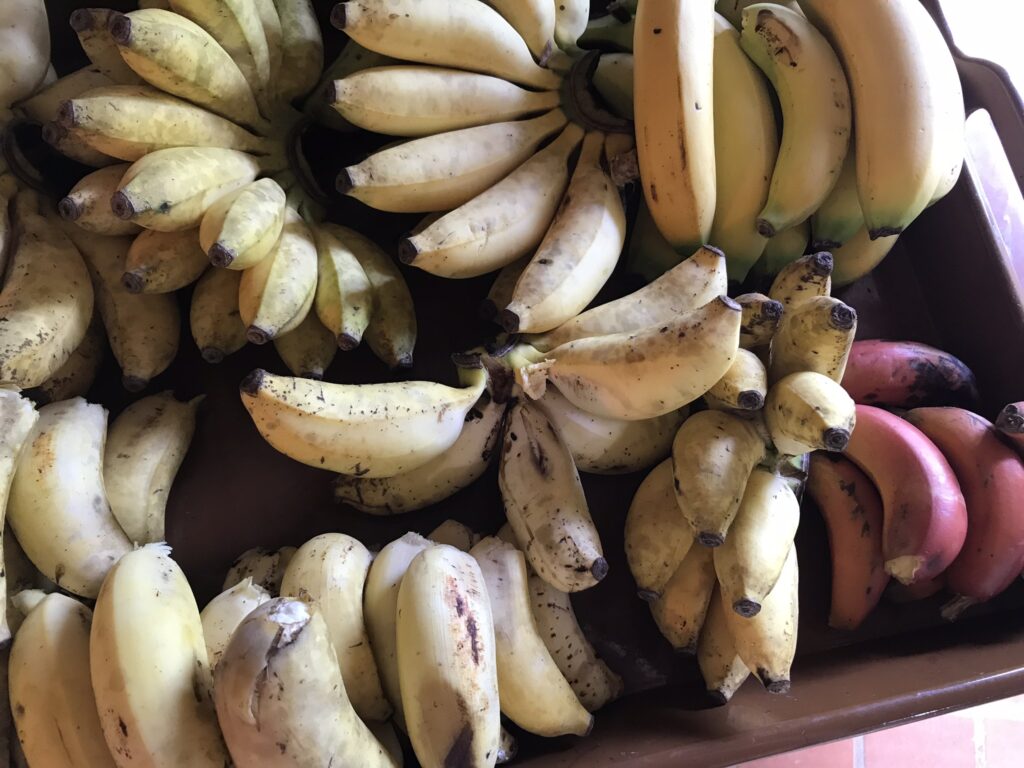 Tout pour préparer son voyage en Martinique 132 IMG 6683