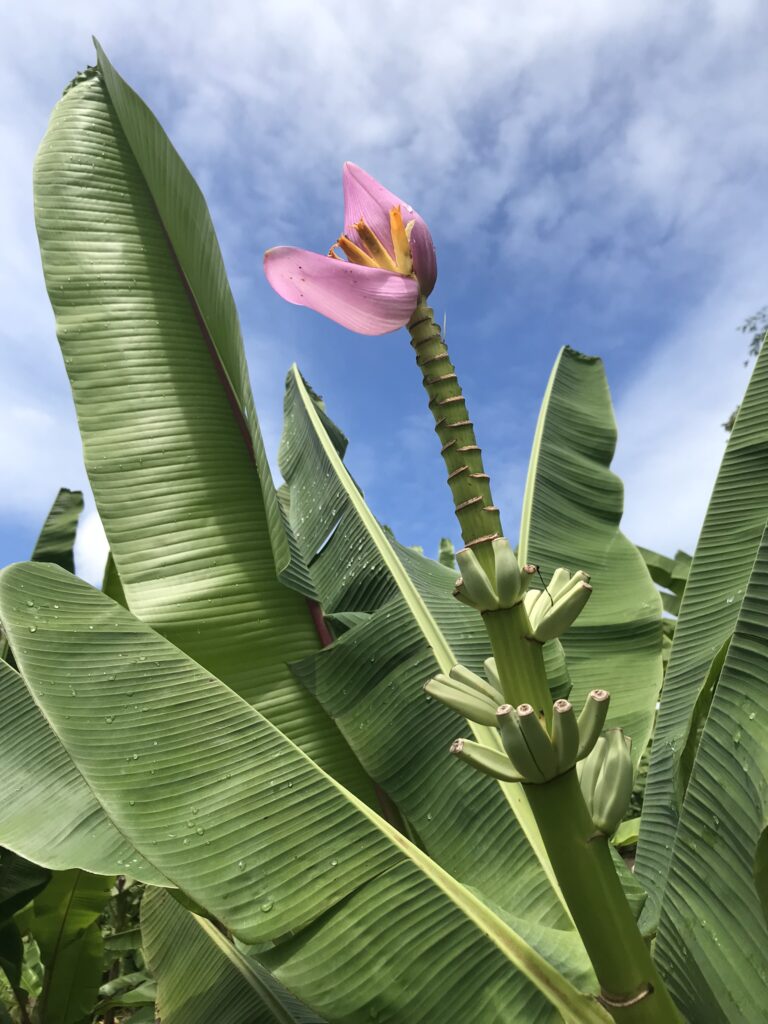 Tout pour préparer son voyage en Martinique 138 IMG 6690