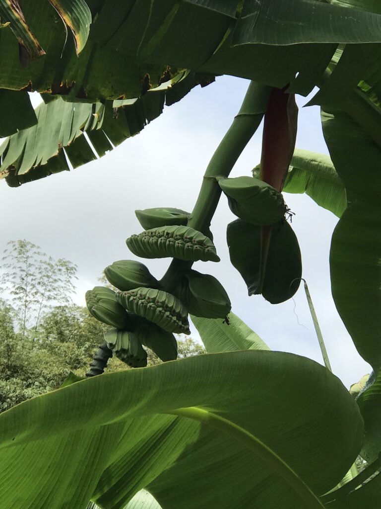 Tout pour préparer son voyage en Martinique 137 IMG 6696
