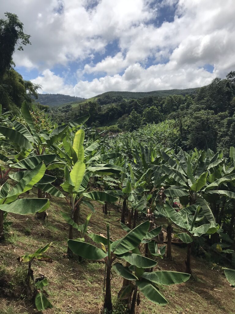Tout pour préparer son voyage en Martinique 133 IMG 6697