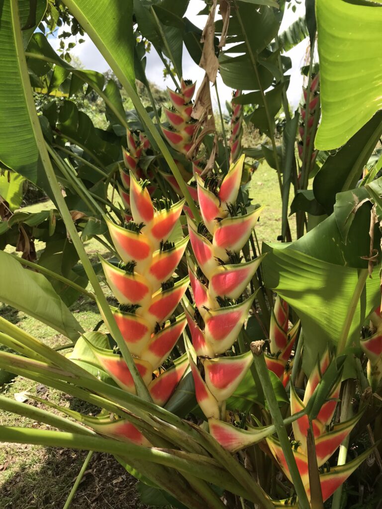 Tout pour préparer son voyage en Martinique 136 IMG 6705