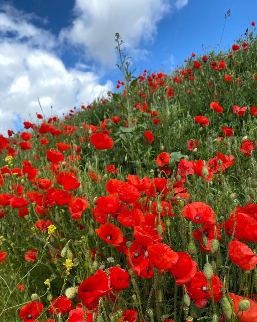 Faire des rêves de coquelicots 1 coquelicot