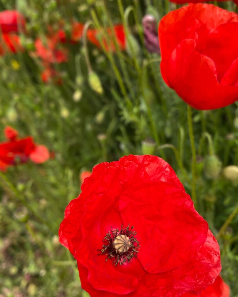 Faire des rêves de coquelicots 6 coquelicot