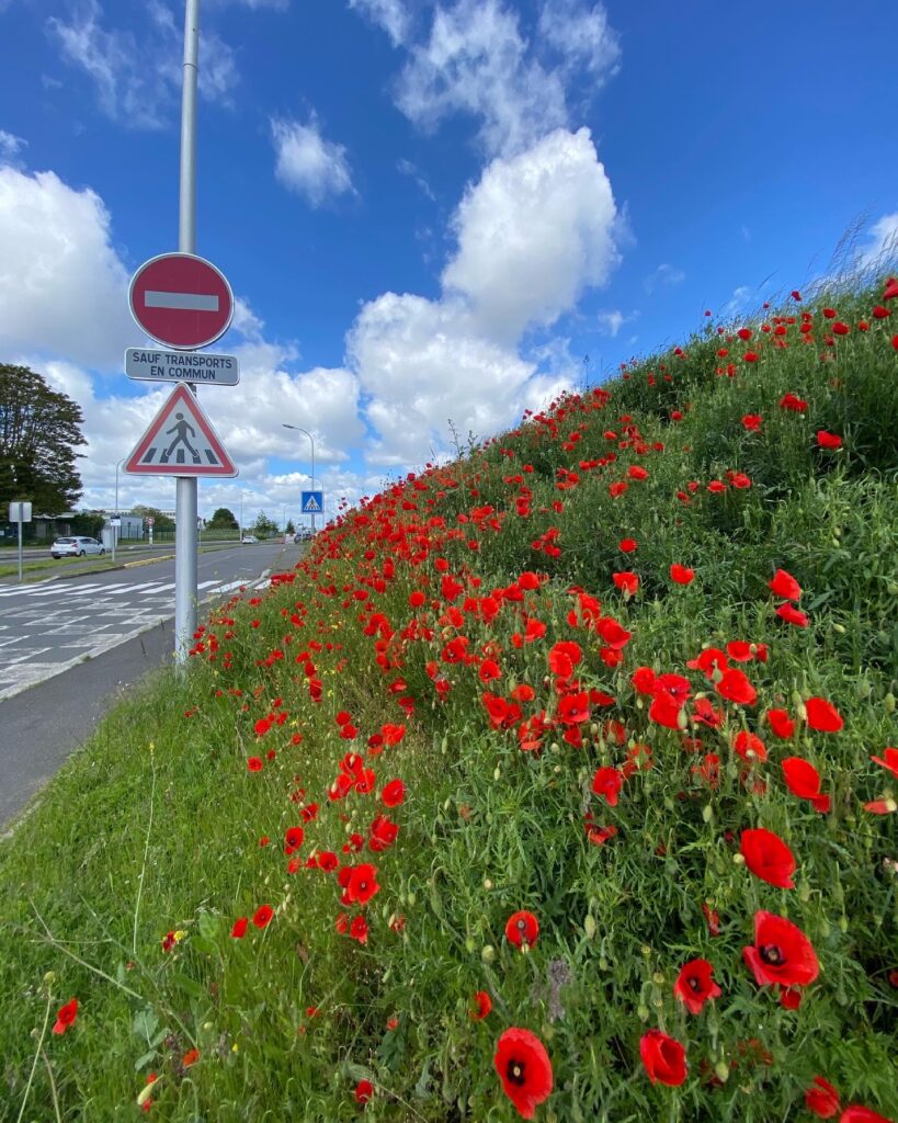 coquelicot bord de route