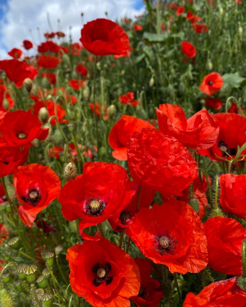 coquelicot champ