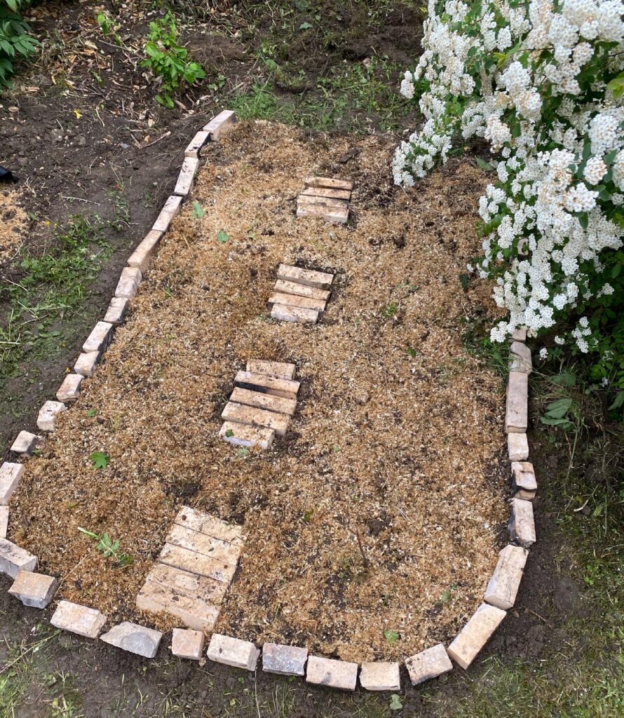 Planter ses patates germées 3 pomme de terre cultivee au sol 2
