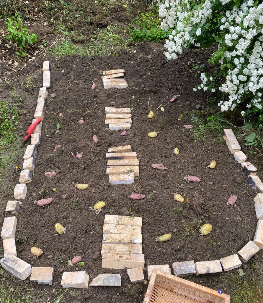 Planter ses patates germées 2 pomme de terre cultivee au sol