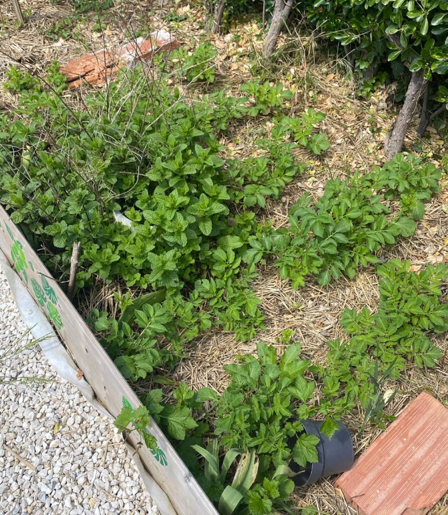Planter ses patates germées 5 pomme de terre et menthe